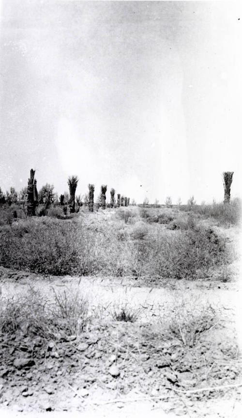 Date Palm Trees
