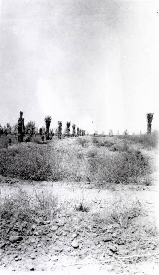Date Palm Trees