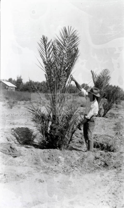 Man and Date Palm Tree