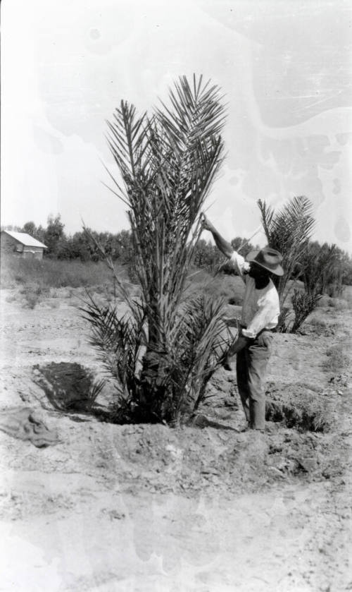 Man and Date Palm Tree