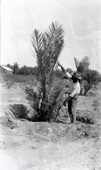 Man and Date Palm Tree