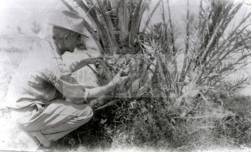 Man Checking Base of Date Palm Tree