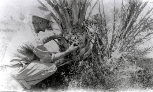 Man Checking Base of Date Palm Tree