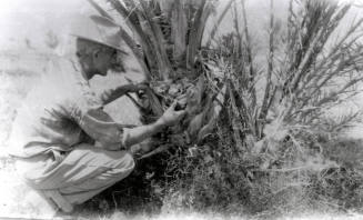 Man Checking Base of Date Palm Tree