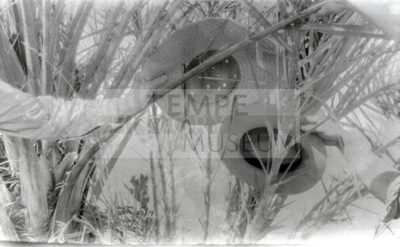 Date Palm Tree Branches