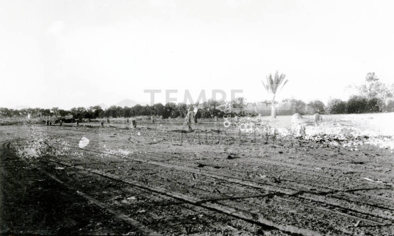 Field of Date Palm Trees