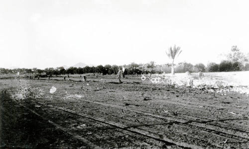 Field of Date Palm Trees