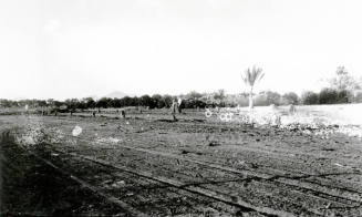 Field of Date Palm Trees