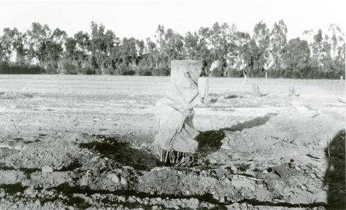 Covered Date Palm Tree