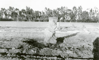 Covered Date Palm Tree