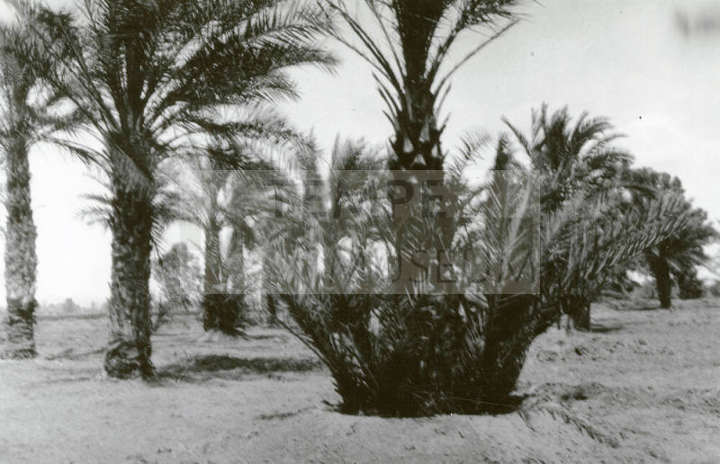 Date Palm Trees