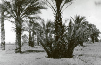 Date Palm Trees
