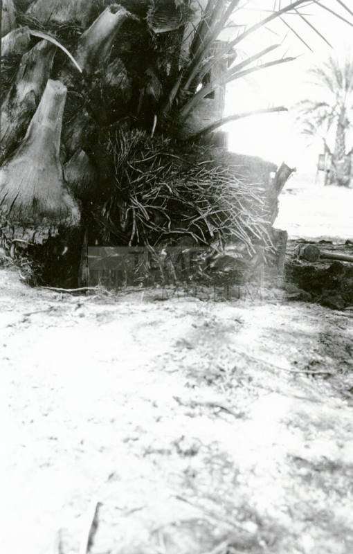 Date Palm Tree Roots