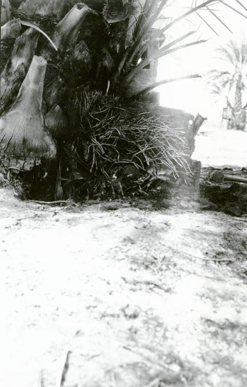 Date Palm Tree Roots