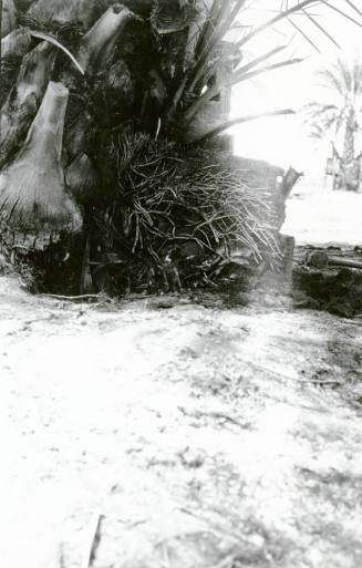 Date Palm Tree Roots