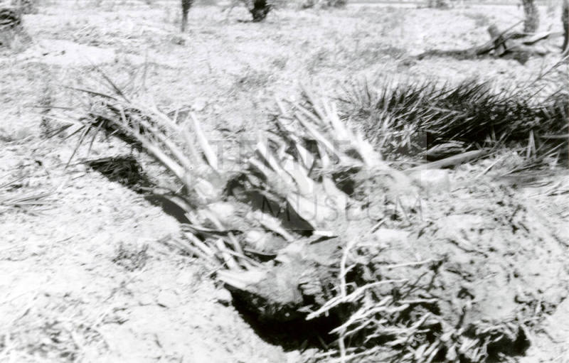 Date Palm Tree Roots