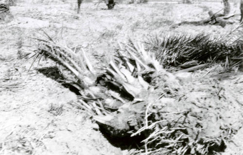 Date Palm Tree Roots