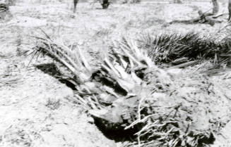 Date Palm Tree Roots