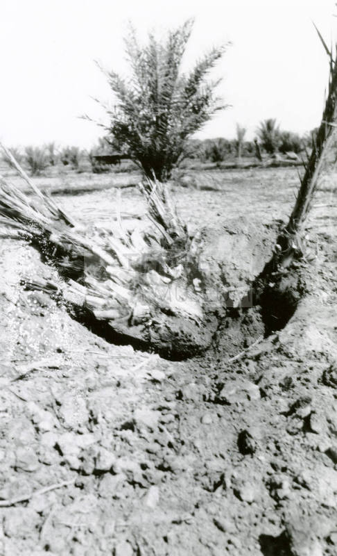 Planting Date Palm Tree