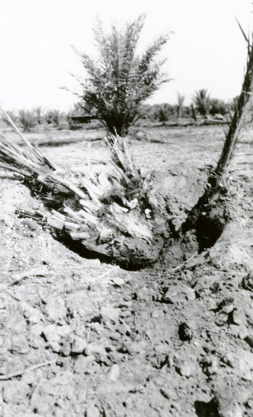 Planting Date Palm Tree