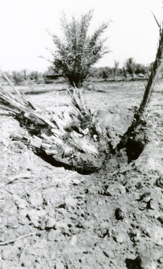 Planting Date Palm Tree