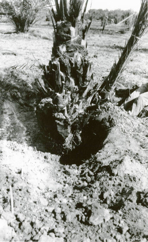 Planting Date Palm Tree