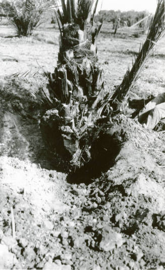 Planting Date Palm Tree