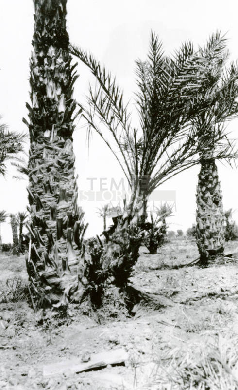 Date Palm Trees
