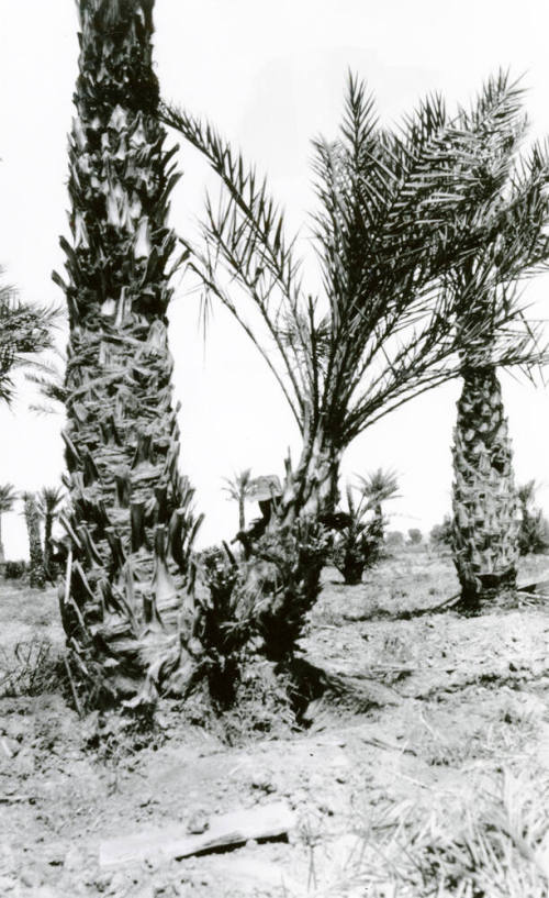 Date Palm Trees