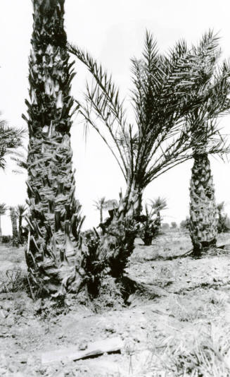 Date Palm Trees