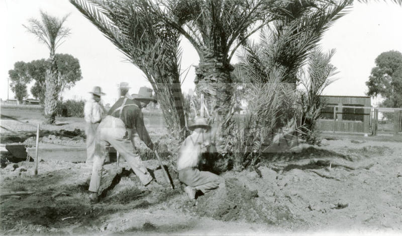 Men Digging Around Date Palm Trees