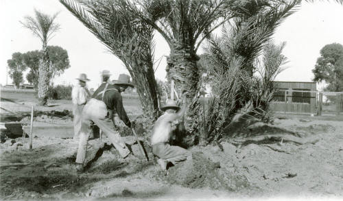 Men Digging Around Date Palm Trees
