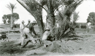 Men Digging Around Date Palm Trees