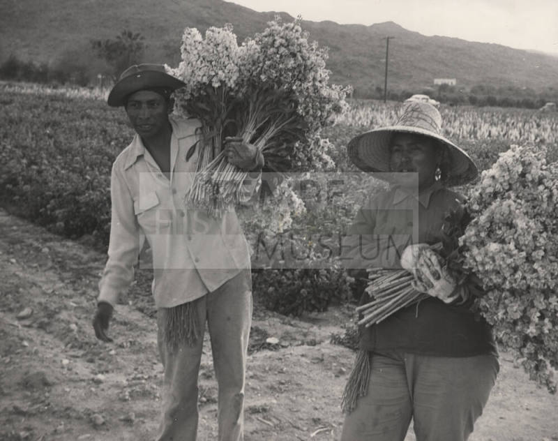 Farm Workers working west of Tempe