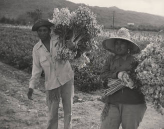 Farm Workers working west of Tempe