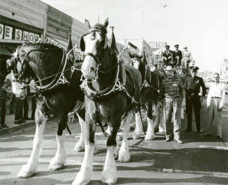 Mill Avenue Parade:  Budweiser Wagon
