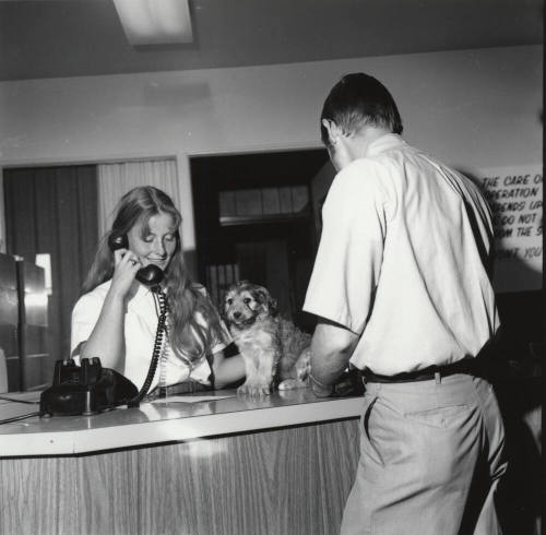 Puppy on a Reception Desk