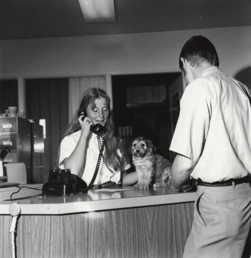 Puppy on a Reception Desk