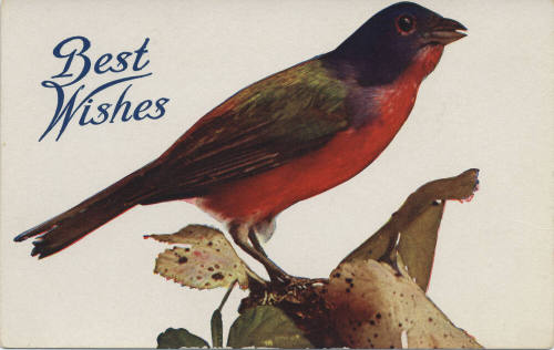 Postcard - Greeting Card - "Best Wishes"