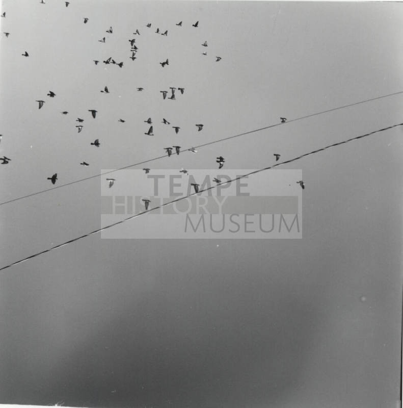 Birds in Flight