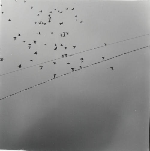 Birds in Flight