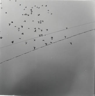 Birds in Flight