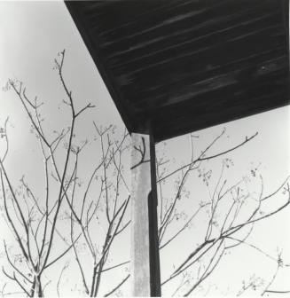 Hackett House- view of trees