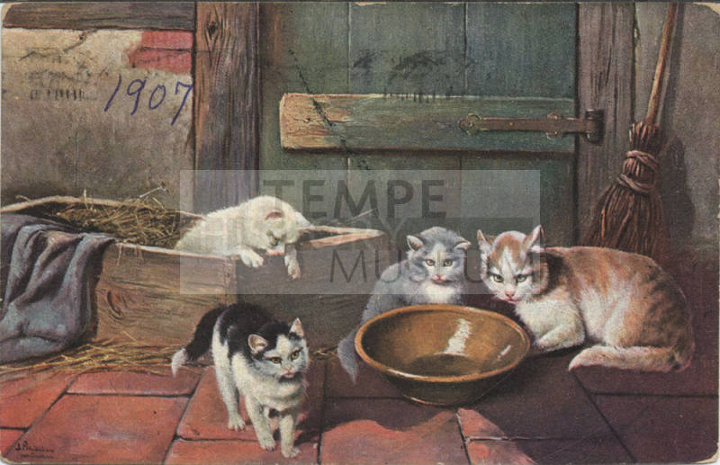 Postcard - Picture of Four Cats