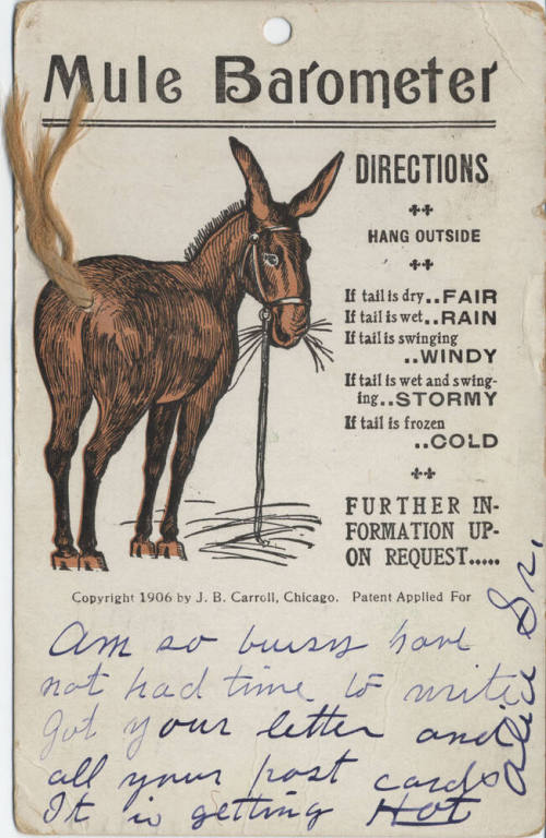 Postcard - "Mule Barometer"