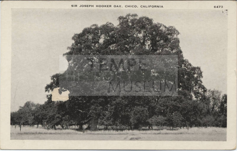 Postcard - "Sir Joseph Hooker Oak, Chico, California"