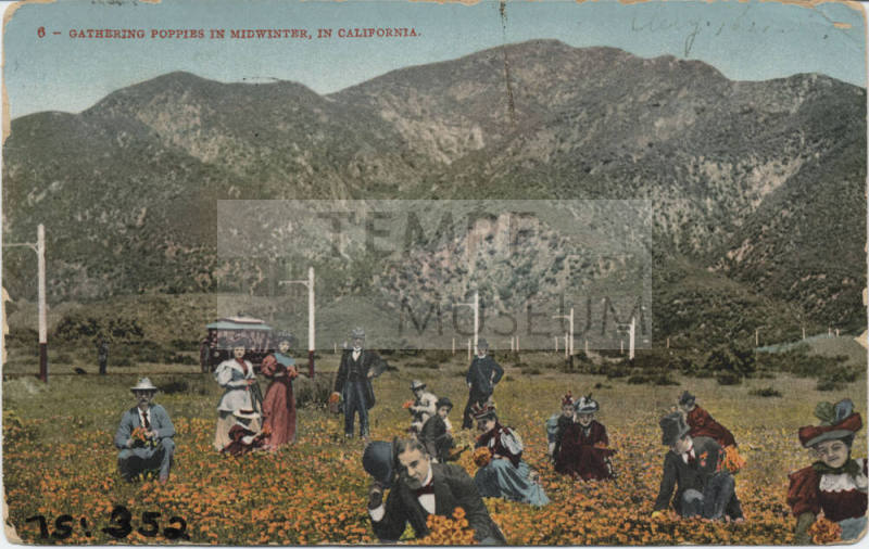 Postcard - Gathering Poppies in California