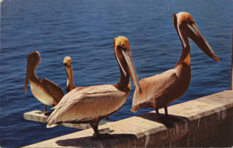 Postcard - Four Pelicans