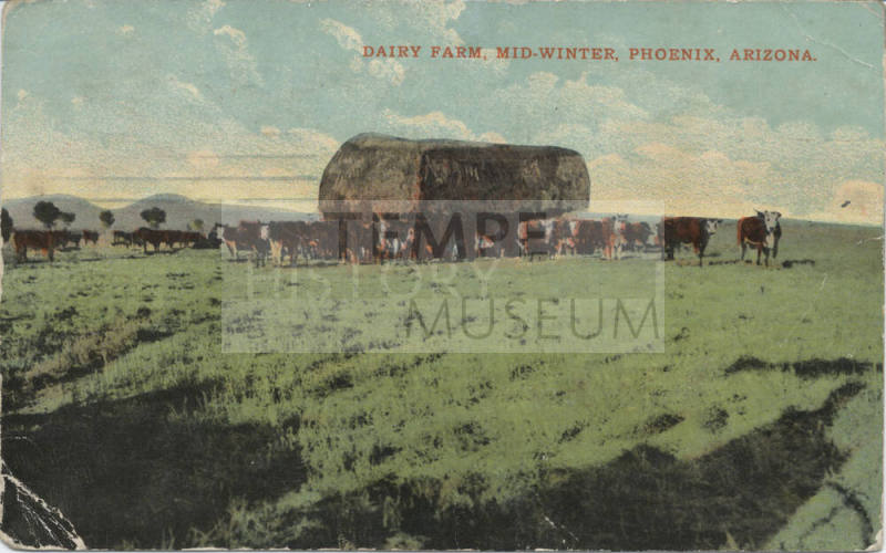 Postcard - Dairy Farm, Mid-Winter, Phoenix, Arizona