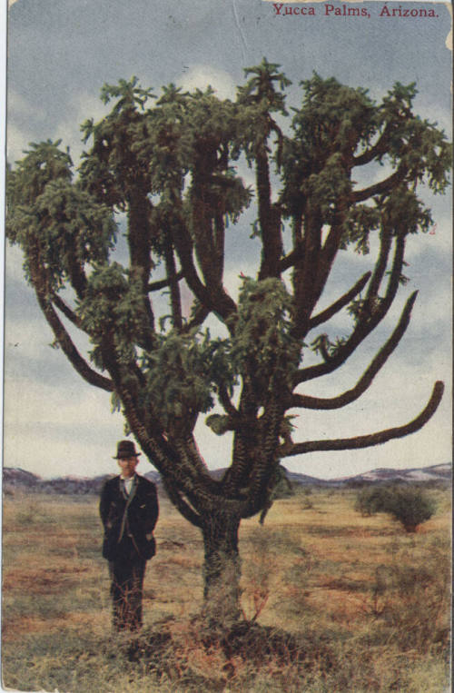 Postcard - Yucca Palms, Arizona